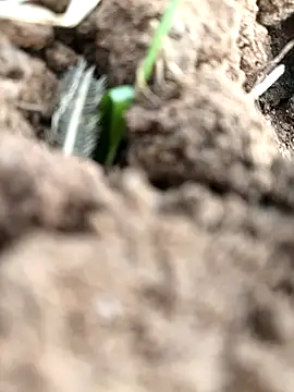 Snapshot of DirtybhabhiGoal chatting on 11.22.25 DirtybhabhiGoal online show from 11.22.25