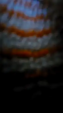 Sexecochon online show from 12.22.25