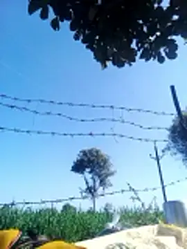 Sangita k online show from 12.20.25