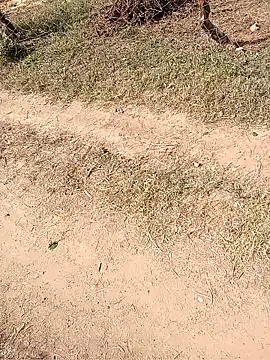 Neetujk online show from 11.17.25