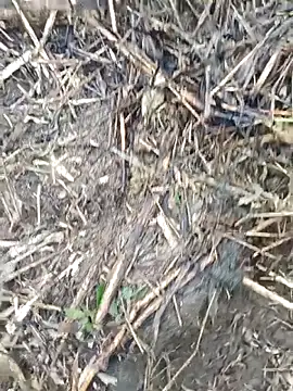 Snapshot of Pampirara chatting on 03.21.26 Pampirara online show from 03.21.26