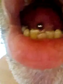 Snapshot of CDY74 chatting on 11.28.25 CDY74 online show from 11.28.25