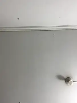 Rosa Vidal  online show from 11.29.25