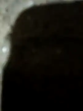 Karisma ji online show from 01.10.26