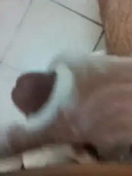 Snapshot of Amoooooun chatting on 12.17.25 Amoooooun online show from 12.17.25