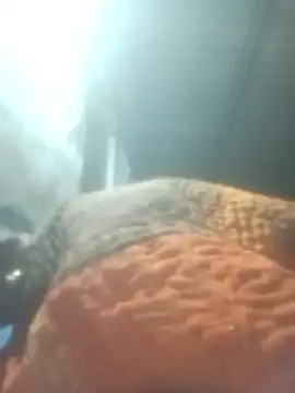 Pinki rajak online show from 01.11.26