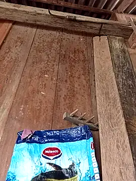 dakota-kis online show from 04.06.26