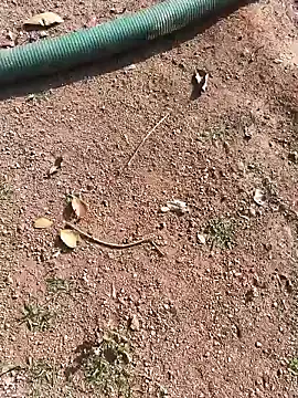 janbi sexe online show from 01.15.26