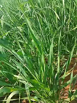 Kirti sexy online show from 01.15.26