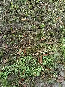 Shivanisingh4 online show from 03.30.26