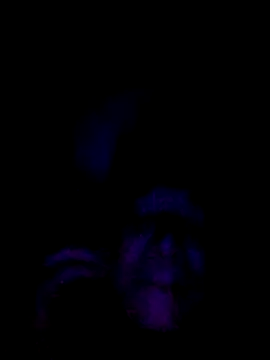 061190 online show from 02.28.26