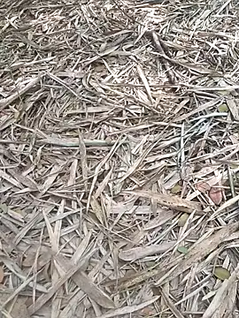 kalai 32 online show from 02.06.26