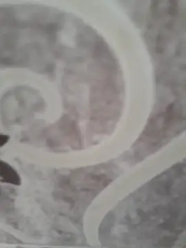 Snapshot of sk022 chatting on 04.15.26 sk022 online show from 04.15.26