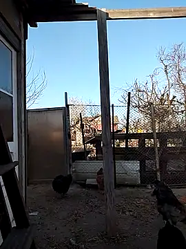 sarpe4 online show from 04.15.26