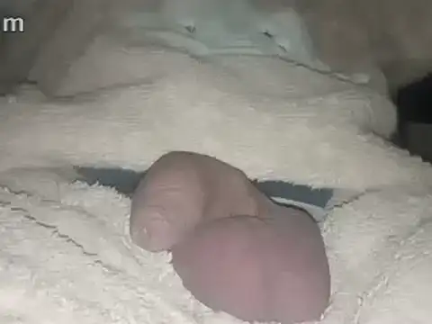 Bigdick666cm online show from 02.22.25