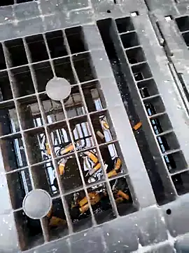 Snapshot of Ethangay chatting on 02.25.26 Ethangay online show from 02.25.26