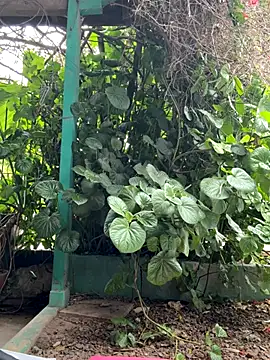 sofy alone online show from 10.17.25