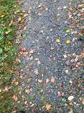 Snapshot of hamstergrabben chatting on 10.24.25 hamstergrabben online show from 10.24.25