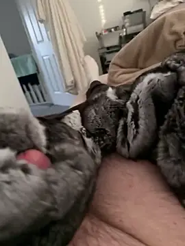 Furdale online show from 02.17.26