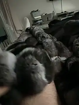 Furdale online show from 02.24.26