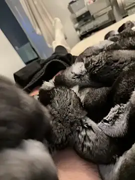 Furdale online show from 02.26.26