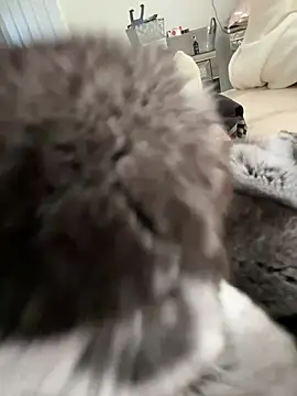 Furdale online show from 03.03.26