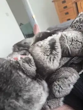 Furdale online show from 04.29.26