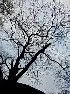 Keli Jessi online show from 11.19.25