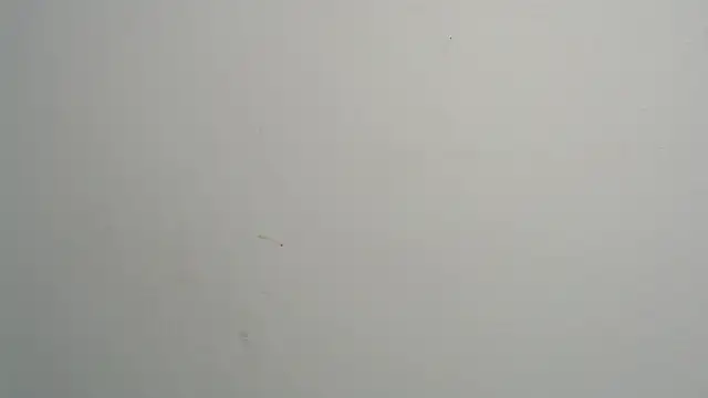 amy le01 online show from 02.28.25