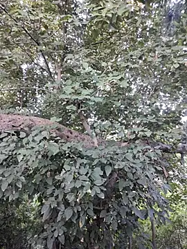 Rinku5553 online show from 10.30.25