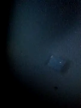 yellowwetfox online show from 03.29.26