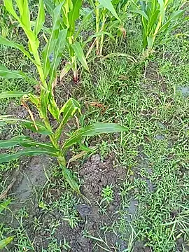 kummuduabbai online show from 03.11.26