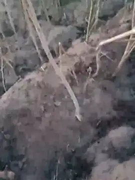 Sinewsex pussylove online show from 03.25.26