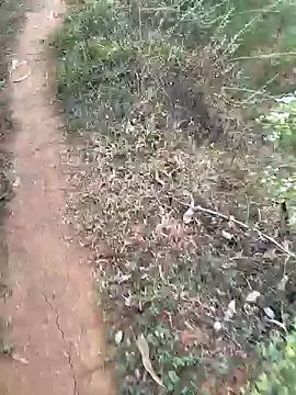 Gopal1243 online show from 01.15.25