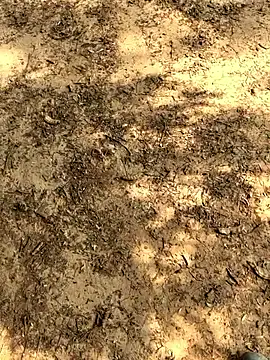 Gopal1243 online show from 11.26.25