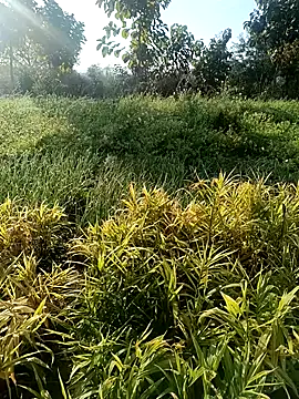 Snapshot of Desi_Rider_Aadi chatting on 12.30.24 Desi Rider Aadi online show from 12.30.24