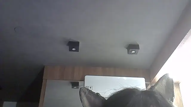 Snapshot of Skinny-Kitten chatting on 02.11.26 Skinny-Kitten online show from 02.11.26