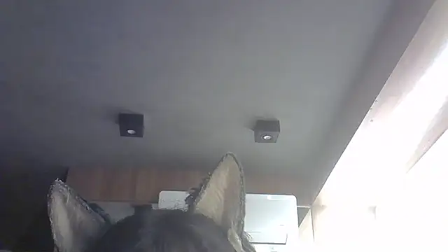 Snapshot of Skinny-Kitten chatting on 02.14.26 Skinny-Kitten online show from 02.14.26