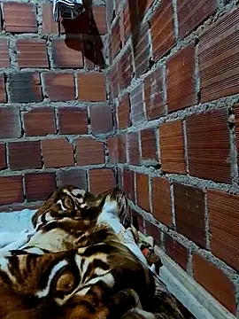 w31 online show from 04.16.26