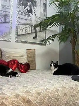 Mau White online show from 02.15.26